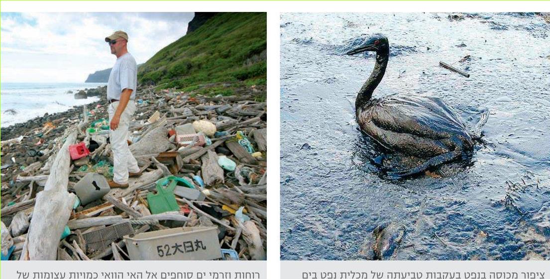 ציפור מכוסה בנפט בעקבות טביעתה של מכלית נפט בים השחור